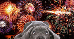 Avoid Anxiety During Fireworks