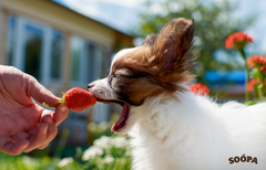is it safe to feed fruits and vegetables to my dog ?