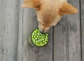 Health Benefits of Peas For Your Dog