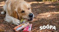 The Benefits of Chewing: Exploring the Importance of Soopa Dog Chews for Oral Health