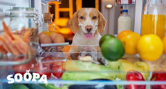 Top 15 Ingredients for Dogs