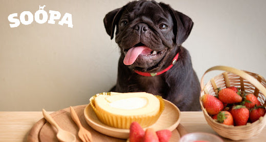 Dog Digestive System: Understanding How Dogs Digest Food