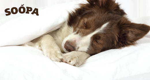 10 Sleeping Tips Every Dog Owner Should Know