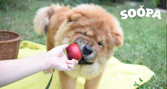 Why Are Apples Good for Dogs?