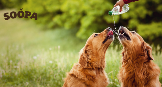 How Much Water Should a Dog Drink in a Day?