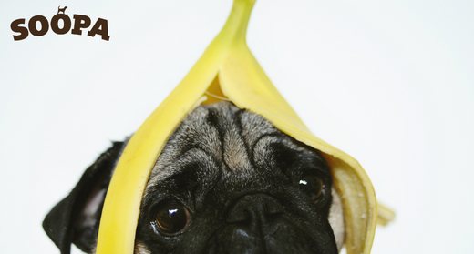 Why is Banana Good for Dogs?